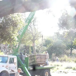 Delivery and placement of two new oak trees (Coastal Live Oak) in the Meadow Oaks display
