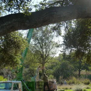 Delivery and placement of two new oak trees (Coastal Live Oak) in the Meadow Oaks display