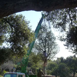 Delivery and placement of two new oak trees (Coastal Live Oak) in the Meadow Oaks display