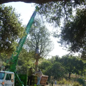 Delivery and placement of two new oak trees (Coastal Live Oak) in the Meadow Oaks display