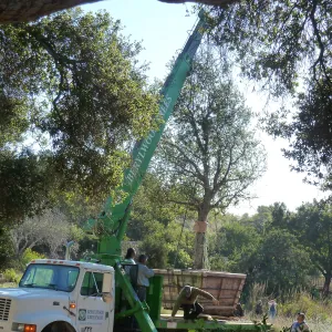 Delivery and placement of two new oak trees (Coastal Live Oak) in the Meadow Oaks display