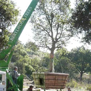 Delivery and placement of two new oak trees (Coastal Live Oak) in the Meadow Oaks display