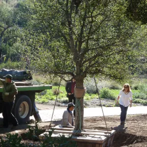 Delivery and placement of two new oak trees (Coastal Live Oak) in the Meadow Oaks display