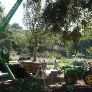 Delivery and placement of two new oak trees (Coastal Live Oak) in the Meadow Oaks display