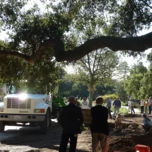 Delivery and placement of two new oak trees (Coastal Live Oak) in the Meadow Oaks display