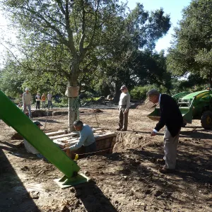 Delivery and placement of two new oak trees (Coastal Live Oak) in the Meadow Oaks display