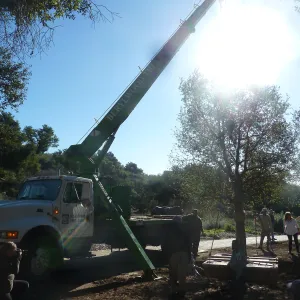 Delivery and placement of two new oak trees (Coastal Live Oak) in the Meadow Oaks display