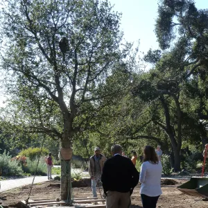 Delivery and placement of two new oak trees (Coastal Live Oak) in the Meadow Oaks display