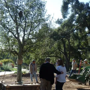 Delivery and placement of two new oak trees (Coastal Live Oak) in the Meadow Oaks display