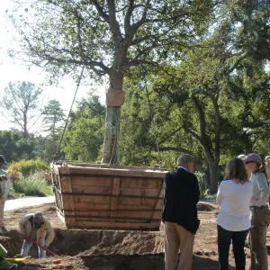 Delivery and placement of two new oak (Coastal Live Oak) trees in the Meadow Oaks display