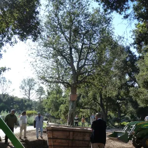Delivery and placement of two new oak trees (Coastal Live Oak) in the Meadow Oaks display