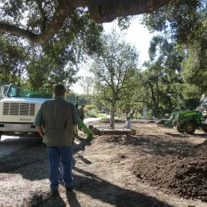 Delivery and placement of two new oak trees (Coastal Live Oak) in the Meadow Oaks display