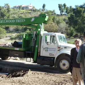 Delivery and placement of two new oak trees (Coastal Live Oak) in the Meadow Oaks display