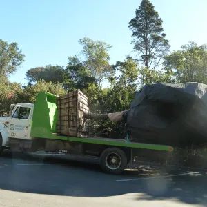 Delivery and placement of two new oak trees (Coastal Live Oak) in the Meadow Oaks display