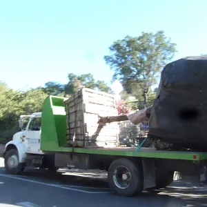 Delivery and placement of two new oak trees (Coastal Live Oak) in the Meadow Oaks display