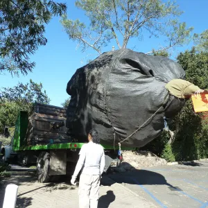 Delivery and placement of two new oak trees (Coastal Live Oak) in the Meadow Oaks display