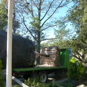 Delivery and placement of two new oak trees in the Meadow Oaks display