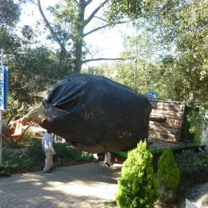 Delivery and placement of two new oak trees (Coastal Live Oak) in the Meadow Oaks display