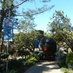 Delivery and placement of two new oak trees (Coastal Live Oak) in the Meadow Oaks display