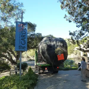 Delivery and placement of two new oak trees (Coastal Live Oak) in the Meadow Oaks display
