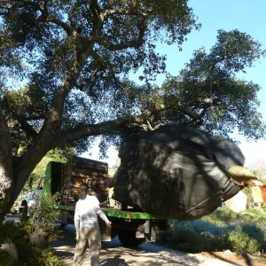 Delivery and placement of two new oak trees (Coastal Live Oak) in the Meadow Oaks display