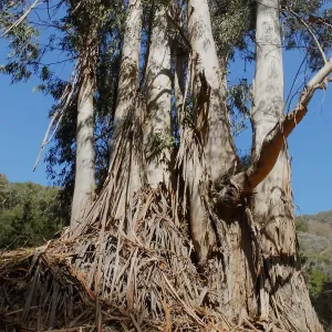 Steve Junak Retirement Trip to Santa Cruz Island