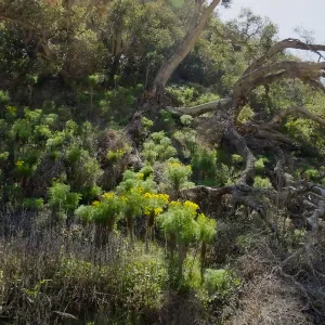 Steve Junak Retirement Trip to Santa Cruz Island
