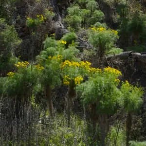 Steve Junak Retirement Trip to Santa Cruz Island
