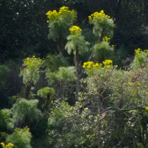 Steve Junak Retirement Trip to Santa Cruz Island