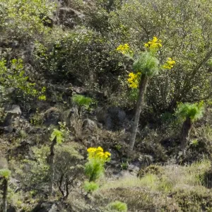 Steve Junak Retirement Trip to Santa Cruz Island