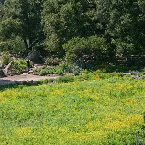 Wildflowers in the Meadow, view from parking lot