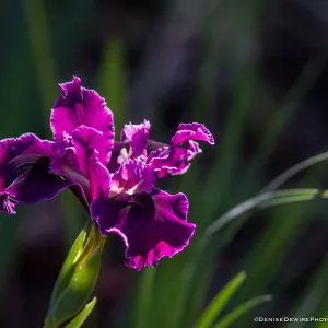 Magenta colored Iris flower at the Santa Barbara Botanic Garden