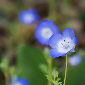 Phacelia in bloom at the Santa Barbara Botanic Garden