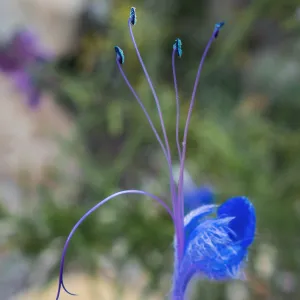 Trichostema flower at the Santa Barbara Botanic Garden