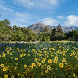 Spring wildflowers in the Meadow at the Santa Barbara Botanic Garden