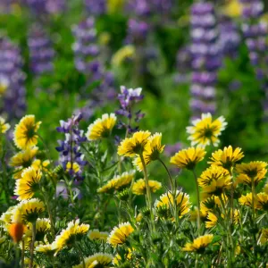 Spring wildflower medley at the Santa Barbara Botanic Garden