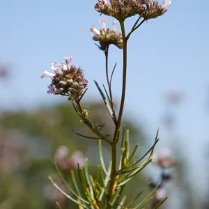 Lompoc yerba santa, rare plant, SBBG conservation