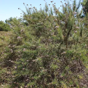 Lompoc yerba santa, rare plant, SBBG conservation