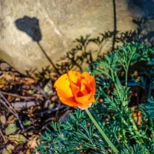 California Poppy
