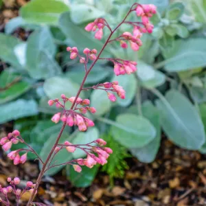 Coral Bells