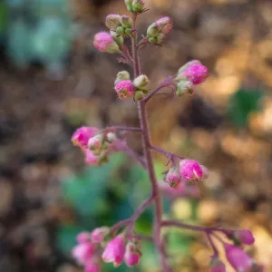 Coral Bells