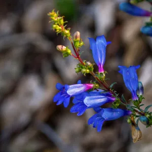 Foothill Penstemon