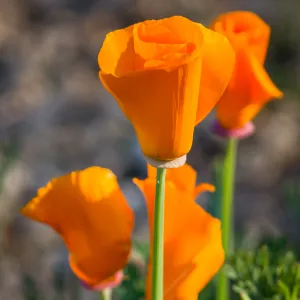 California Poppy