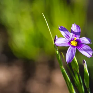 Blue-eyed Grass