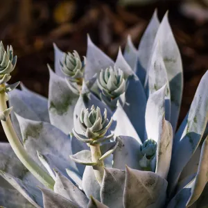 Britton's dudleya, Giant Chalk Dudleya