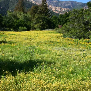 Flowers in Meadow