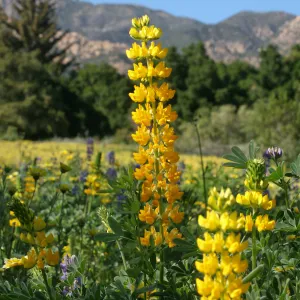 Golden Lupine in Meadow