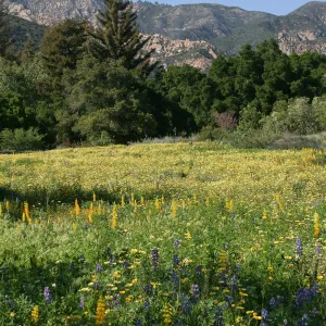 Flowers in Meadow