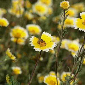 Tidytips in Meadow with Bee