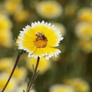 Tidytips in Meadow with Bee
